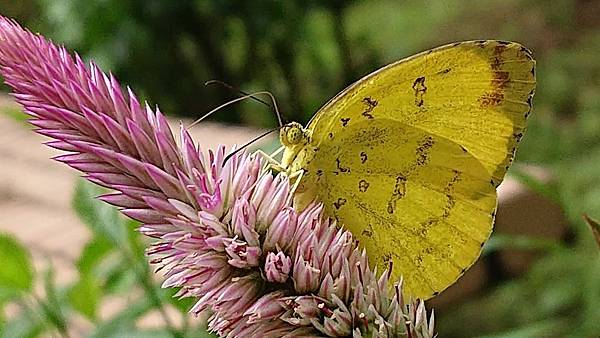 DSC_1718.JPG DSC_1718.JPG