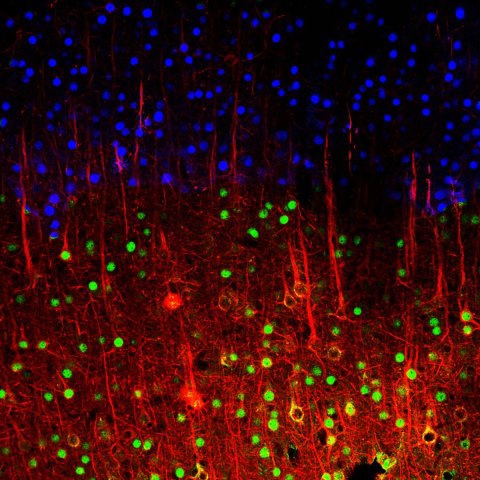 2013-hm-barros-mouse-cereb-cortex