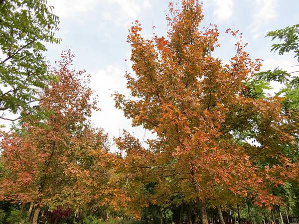 大安森林公園, 捷運大安森林公園站, 台北市大安區