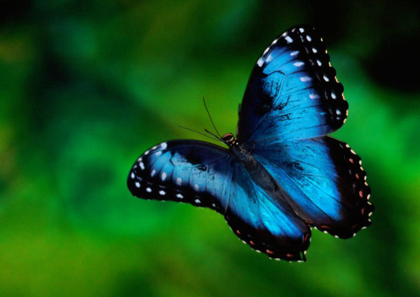 1280x1024_butterfly_wallpapers_butterfly_51763.jpg