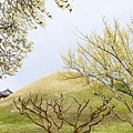 20170405-DSC03566-1.JPG