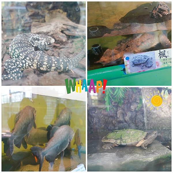 烏龜.jpg