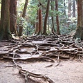 木的根道