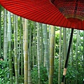 竹林和傘