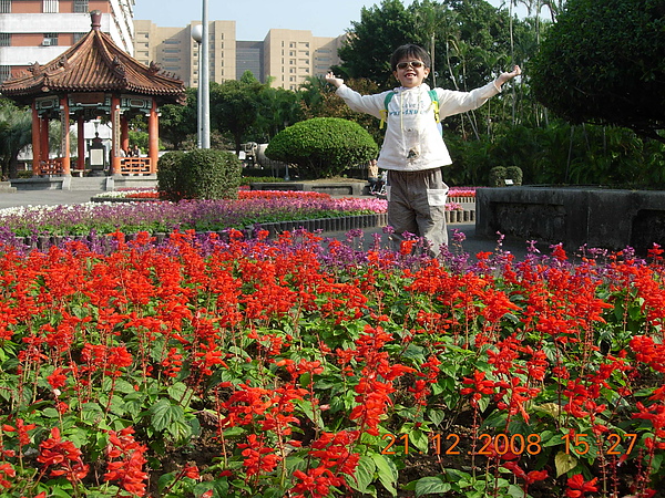 新公園花卉