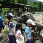 小孩軍餵牛