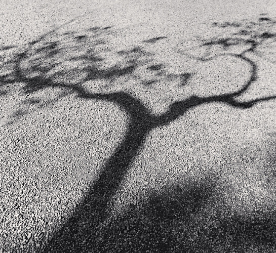 Tree Shadow (Michael Kenna)