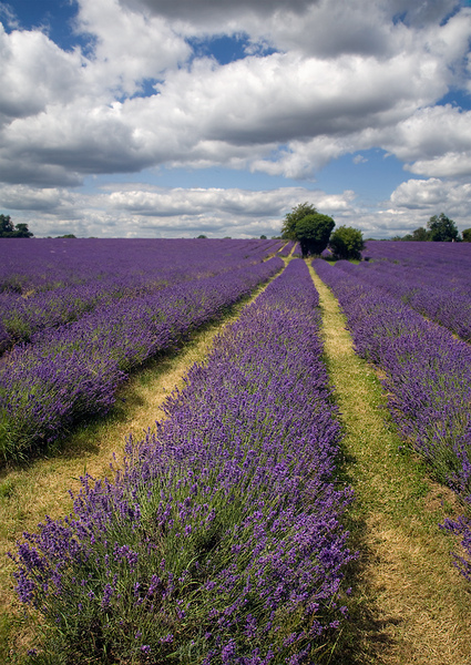 Lavender Field (Nina Ludwig)