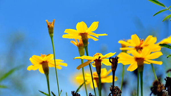 Ojai 7-4-2010 789.jpg