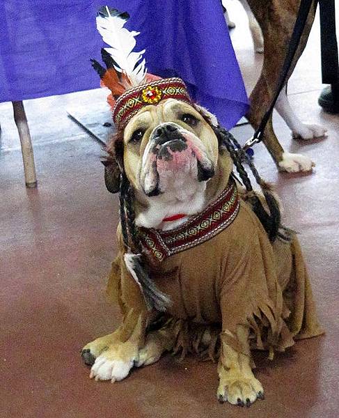 4 bulldog-indian-princess-costume.jpg