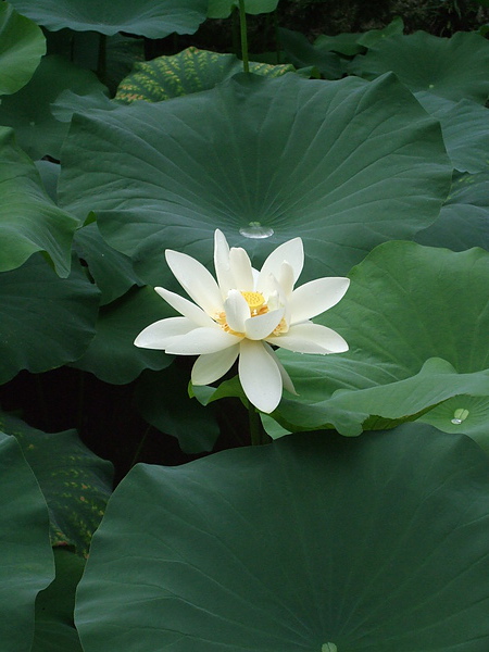 DSCF3844.JPG