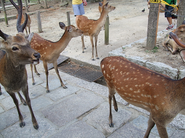 DSCF3776.JPG