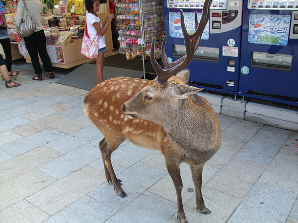 DSCF3773.JPG