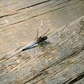 發現一隻蜻蜓停在木板上