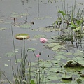 水草生態池