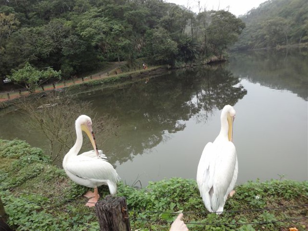 送子鳥~鵜鶘