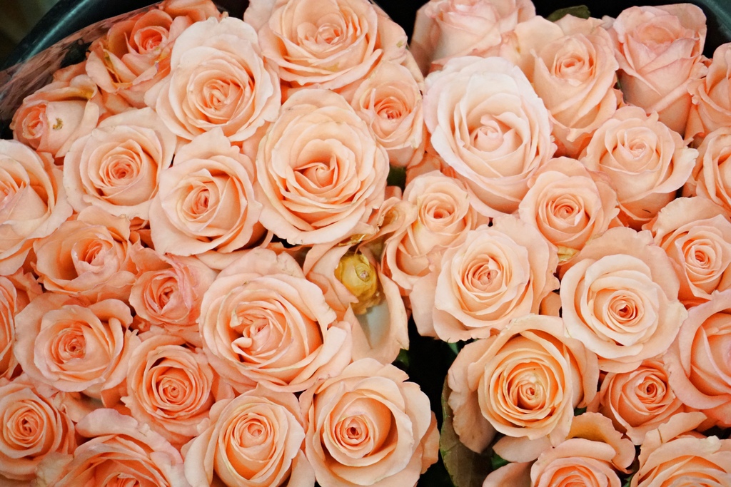 DSC01983.JPG DSC01983.JPG