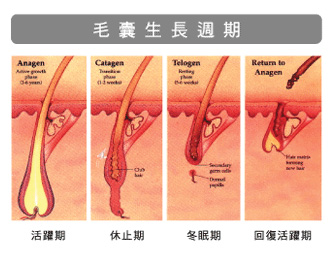 hair-growthcycle.jpg