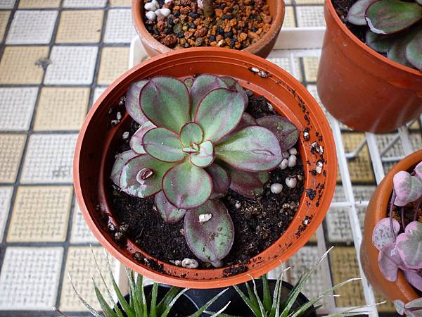 P1000616 P1000616