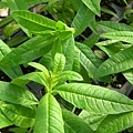 Verbena_Lemon001.jpg