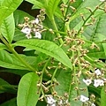 Verbena_Lemon004.jpg