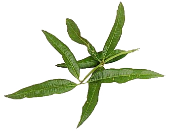 Verbena_Lemon005.jpg