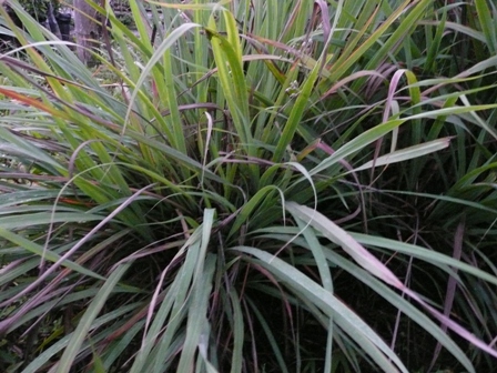 lemongrass004.jpg