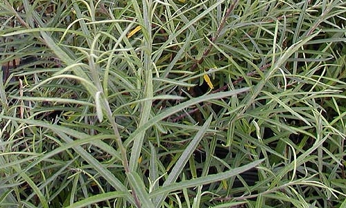 rosemary005.jpg