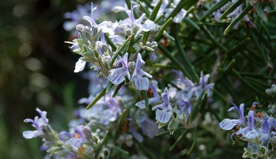 rosemary006.jpg