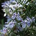 rosemary006.jpg