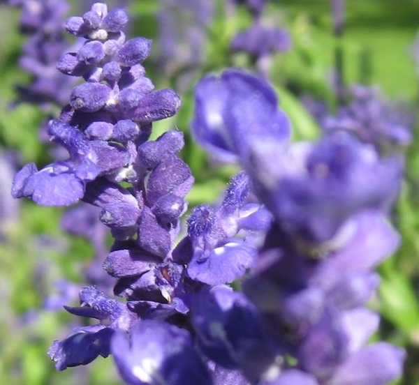 lavender003.jpg