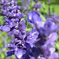 lavender003.jpg