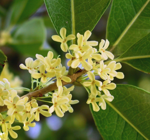 Osmanthus003.jpg