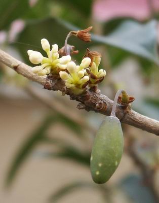 Osmanthus004.jpg