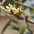 Osmanthus004.jpg