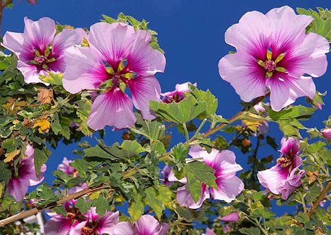 Malva_sylvestris002.jpg