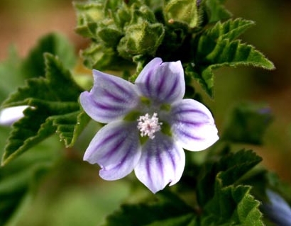 Malva_sylvestris008.jpg