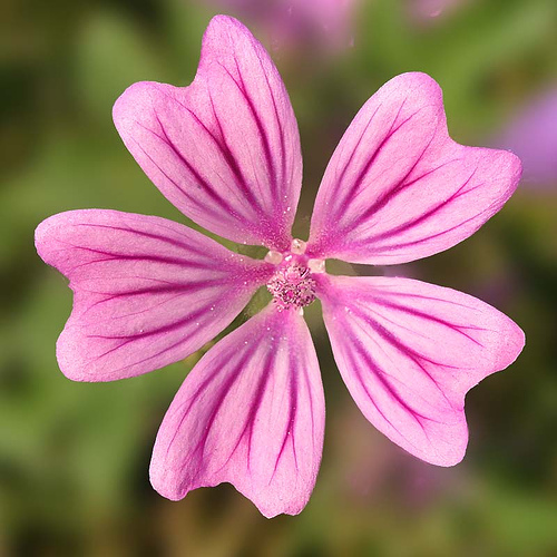 Malva_sylvestris009.jpg