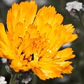 marigold001.jpg