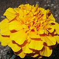 marigold002.jpg