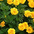 marigold005.jpg