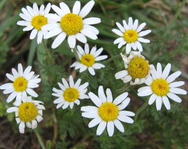 chamomile003.jpg