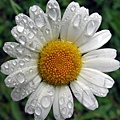 chamomile004.jpg