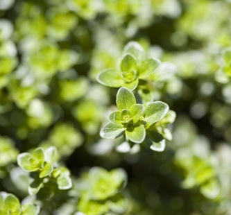 thyme002.jpg