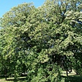 linden007.jpg