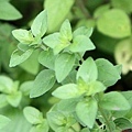 oregano004.jpg