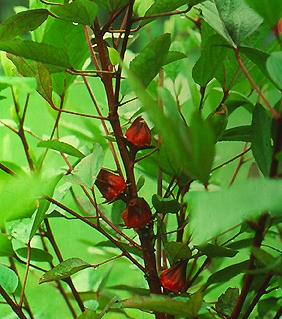 roselle002.jpg