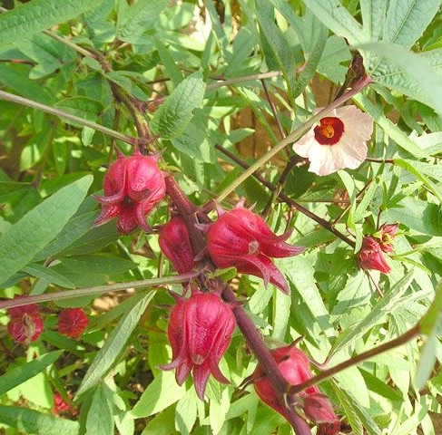 roselle004.jpg