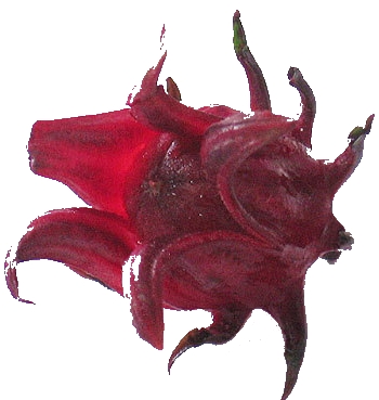 roselle007.jpg