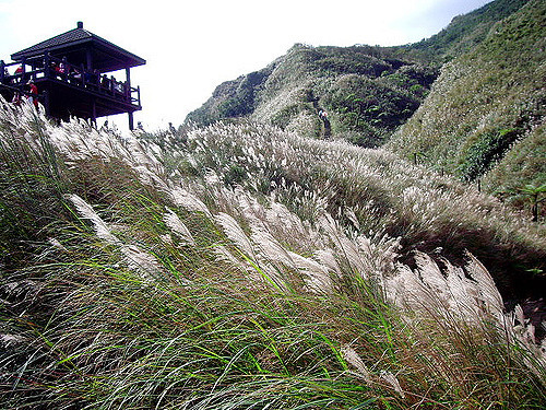 最佳賞芒路線-［新北貢寮］草嶺古道-芒花季